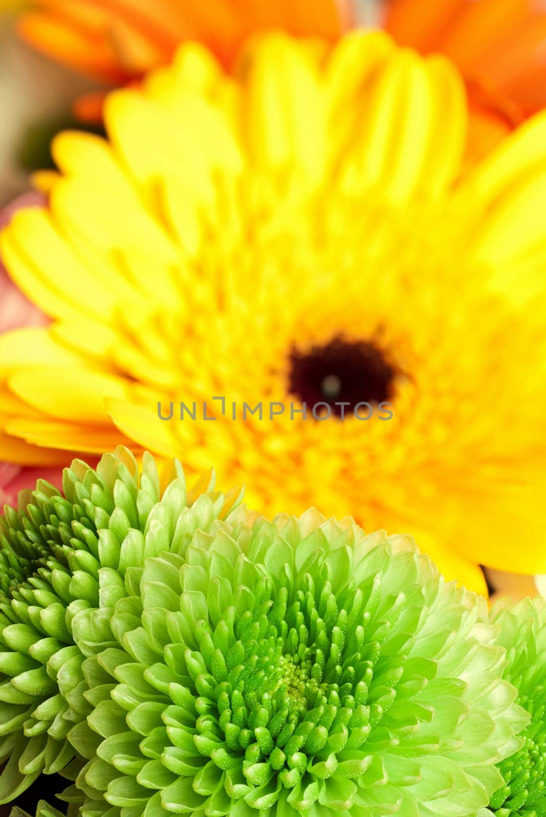 Green chrysanthemums in close-up with yellow gerbera in the background