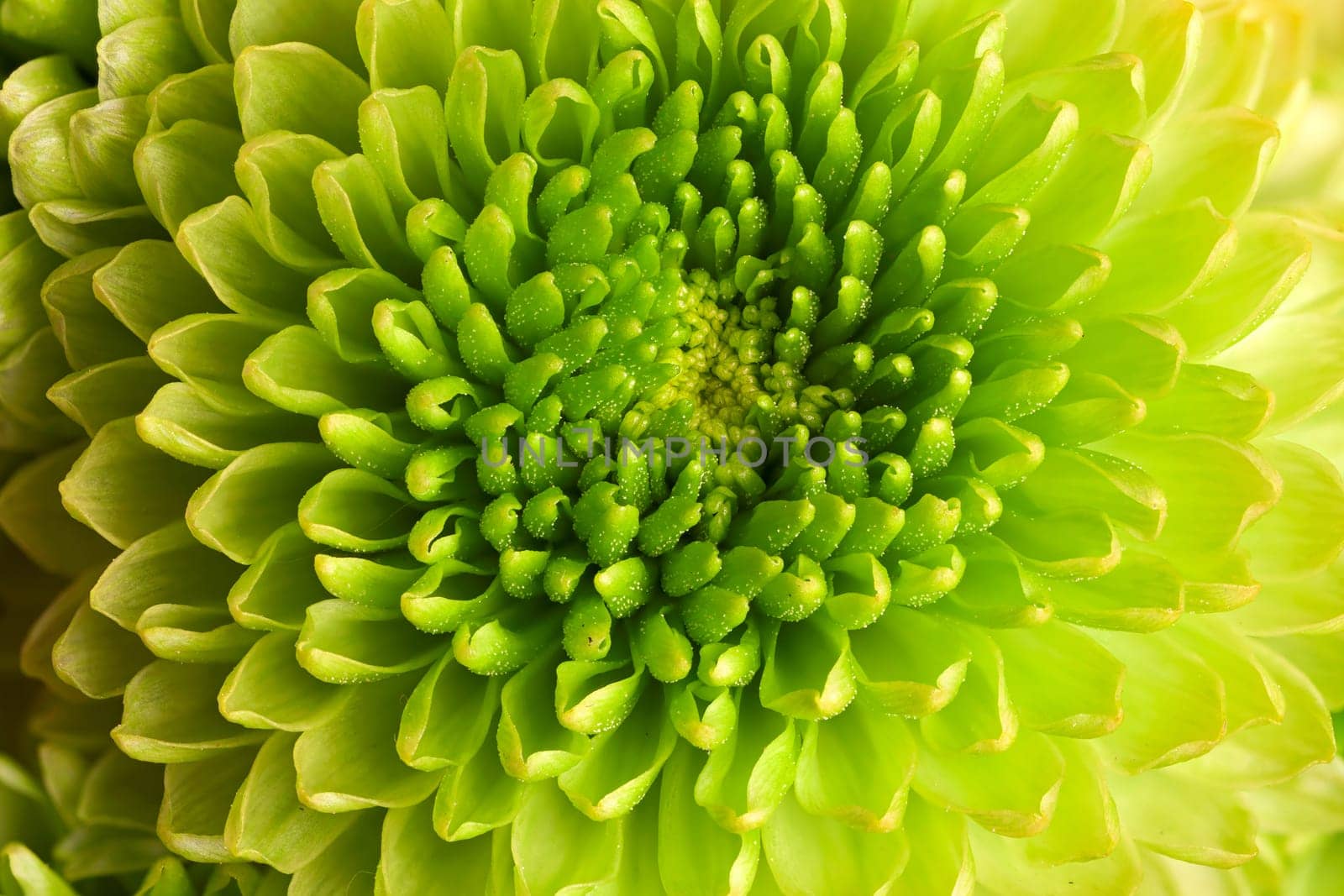 Macro image of a green chrysanthemum flower