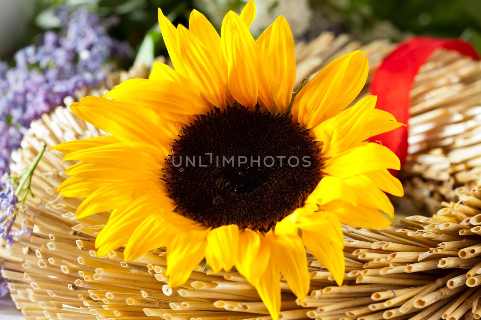 Sunflower lying on a wreath of straw