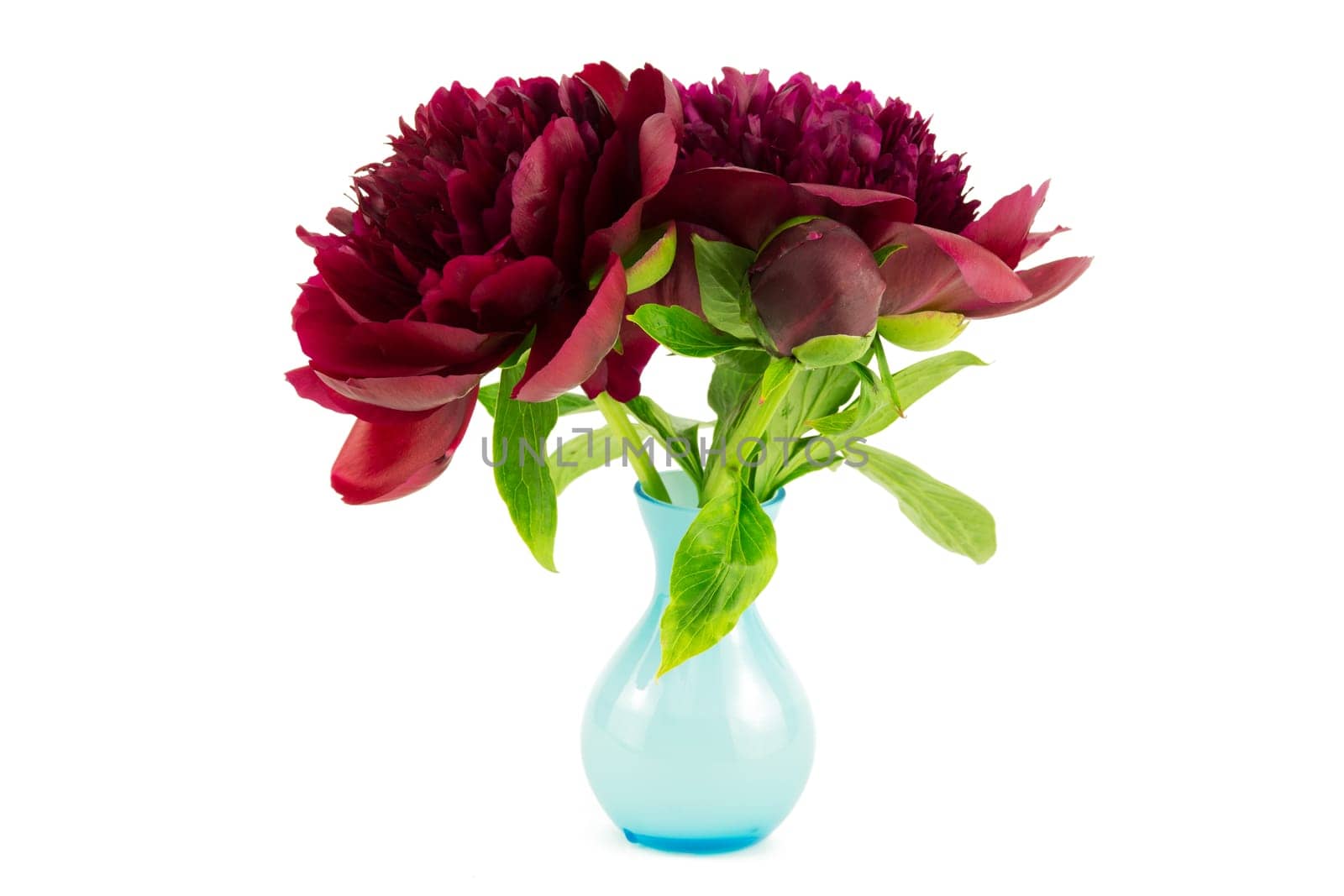 Peonie,red peony against a white background