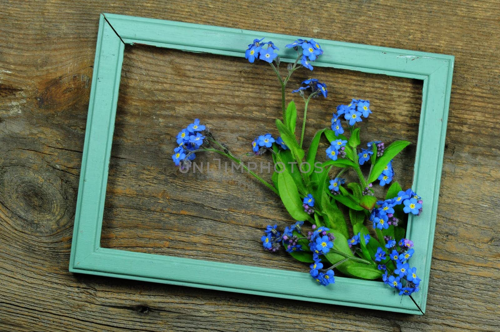 Forget-me-not