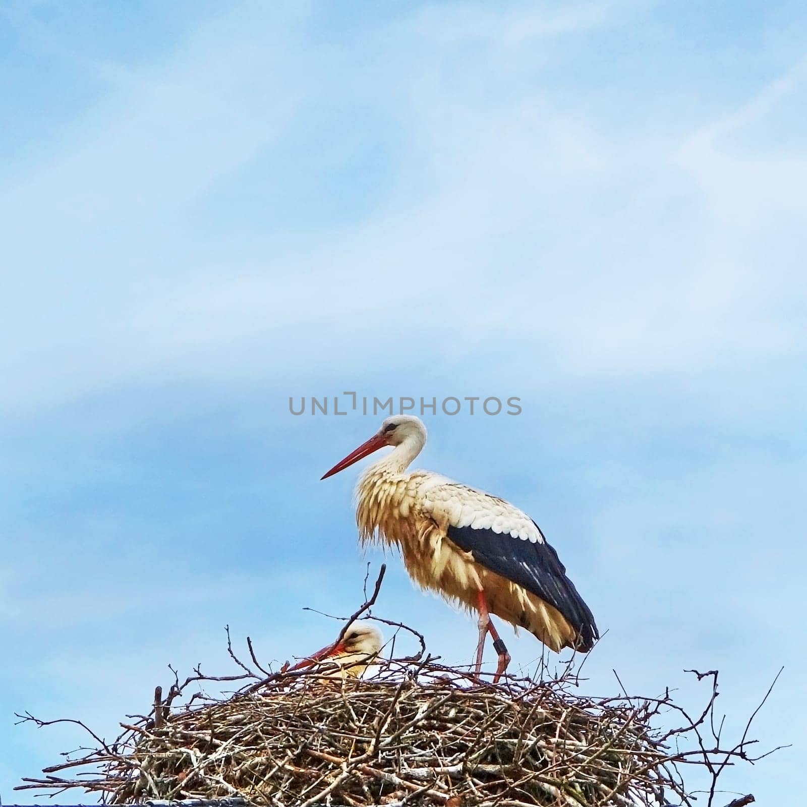 Strok sitting on a nest