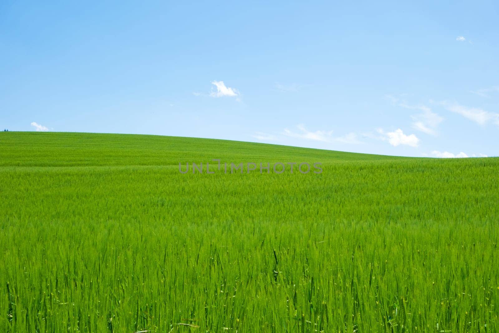green field and blue sky