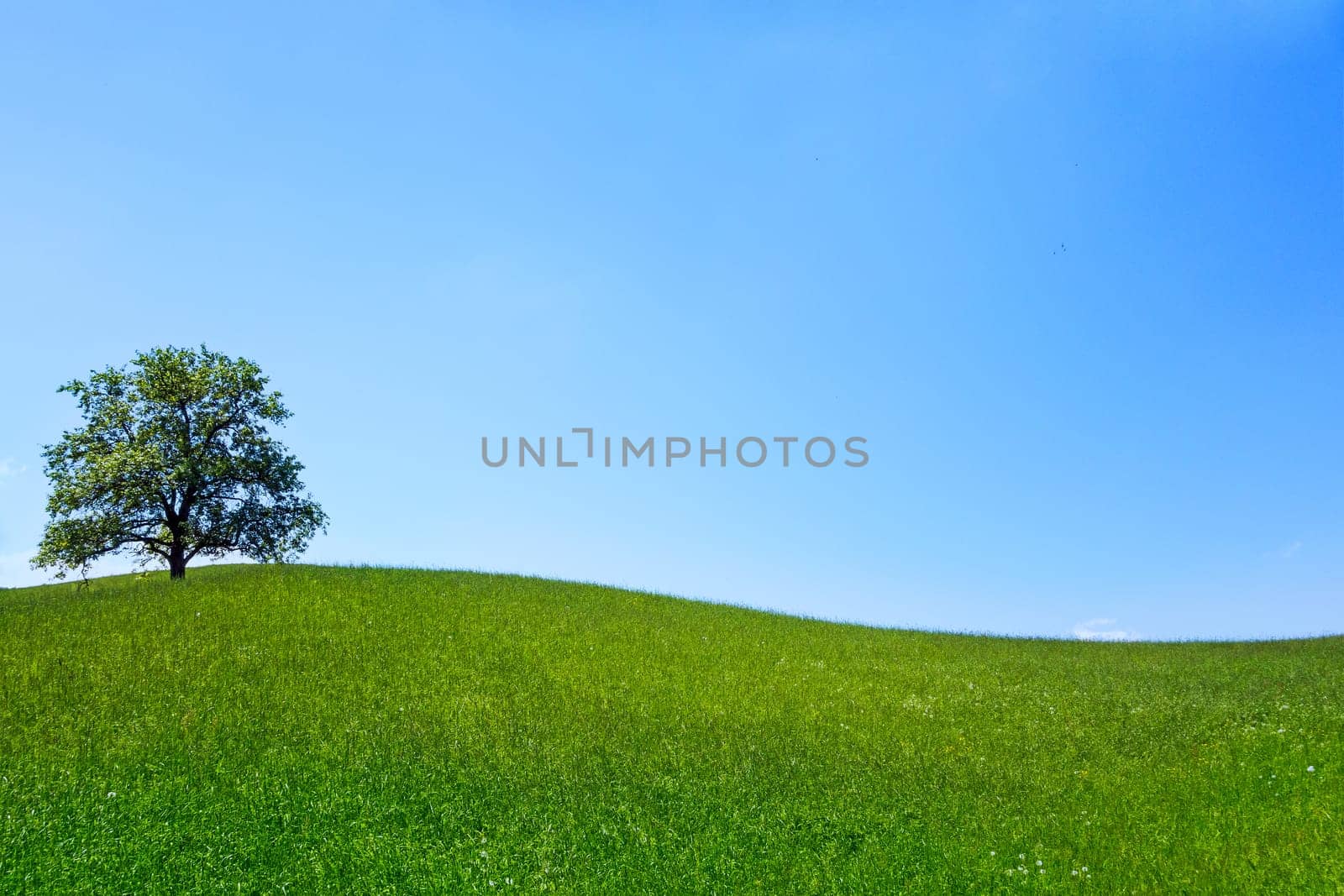 Lonely tree on a green meadow with blue cloudless sky