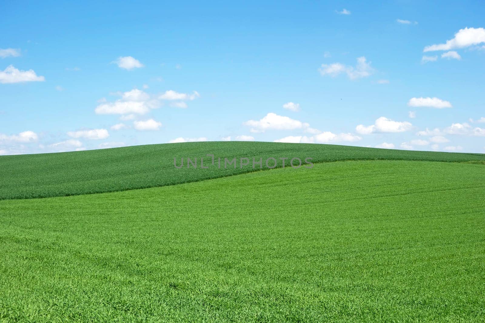 green field and blue sky