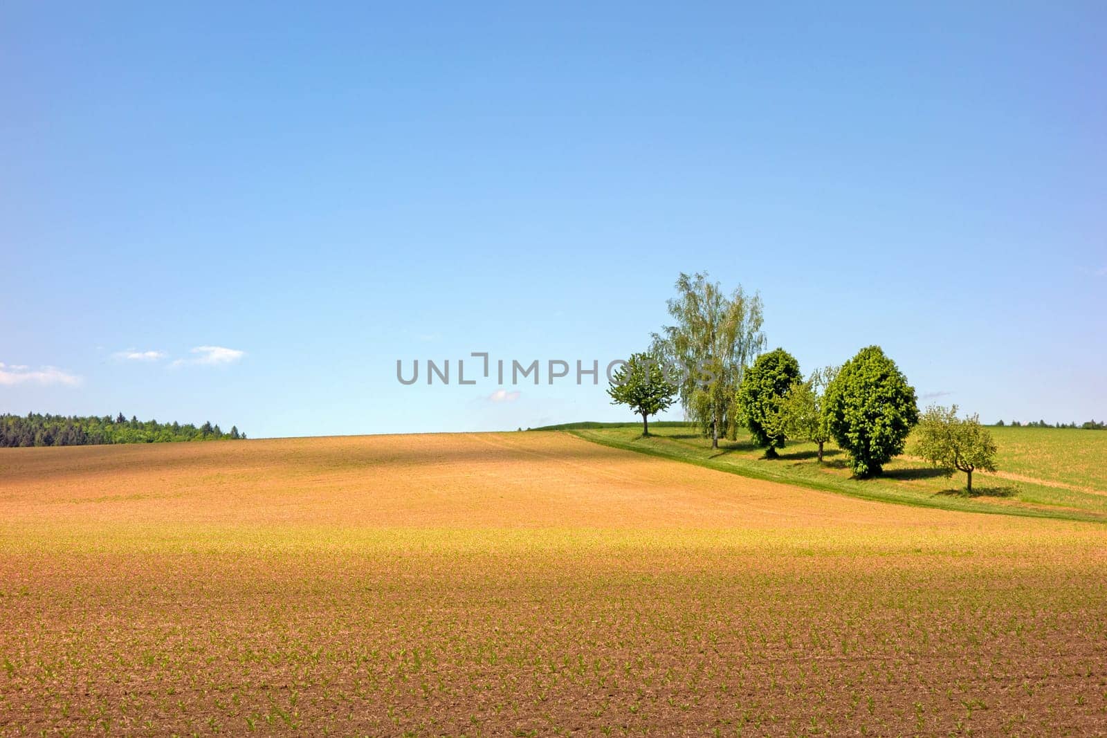 Landscape with fields and trees on a sunny day in Kraichgau, the german toscana