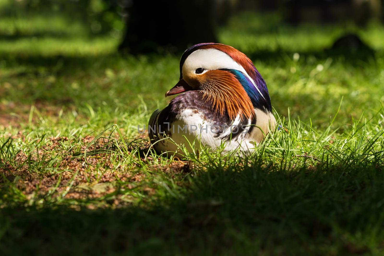 Mandarin ducks