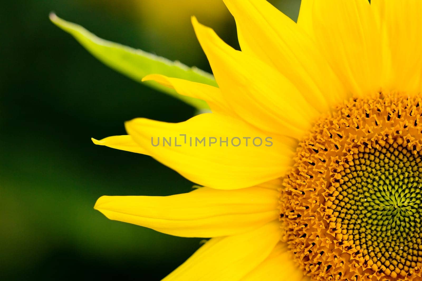 Close up on yellow sunflower, beauty in nature