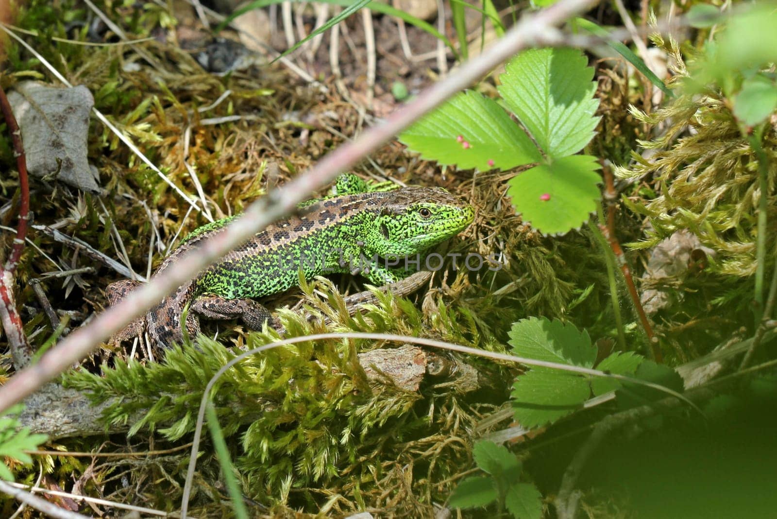Male sand lizard on the Dörnberg