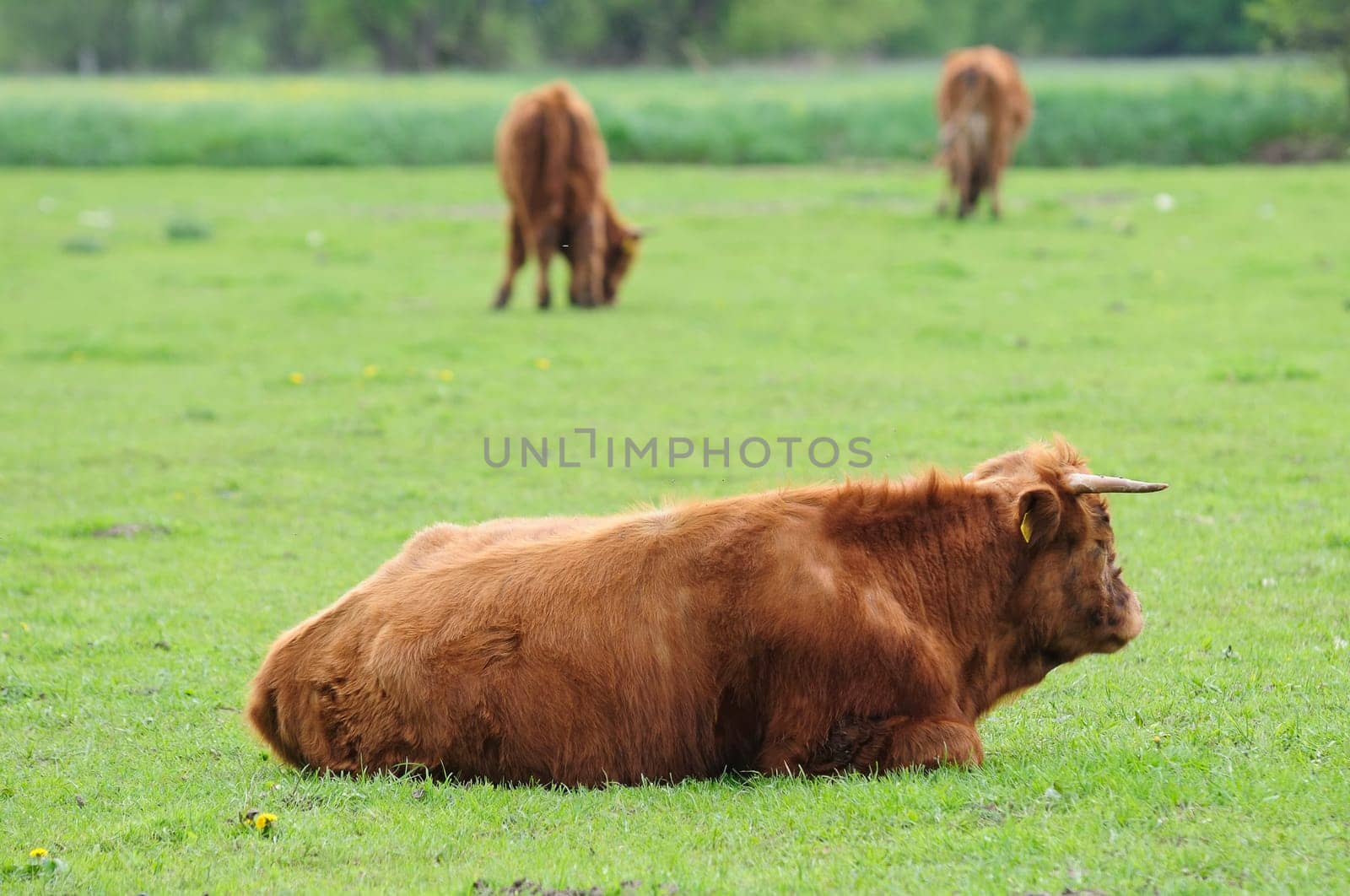 Heck cattle
