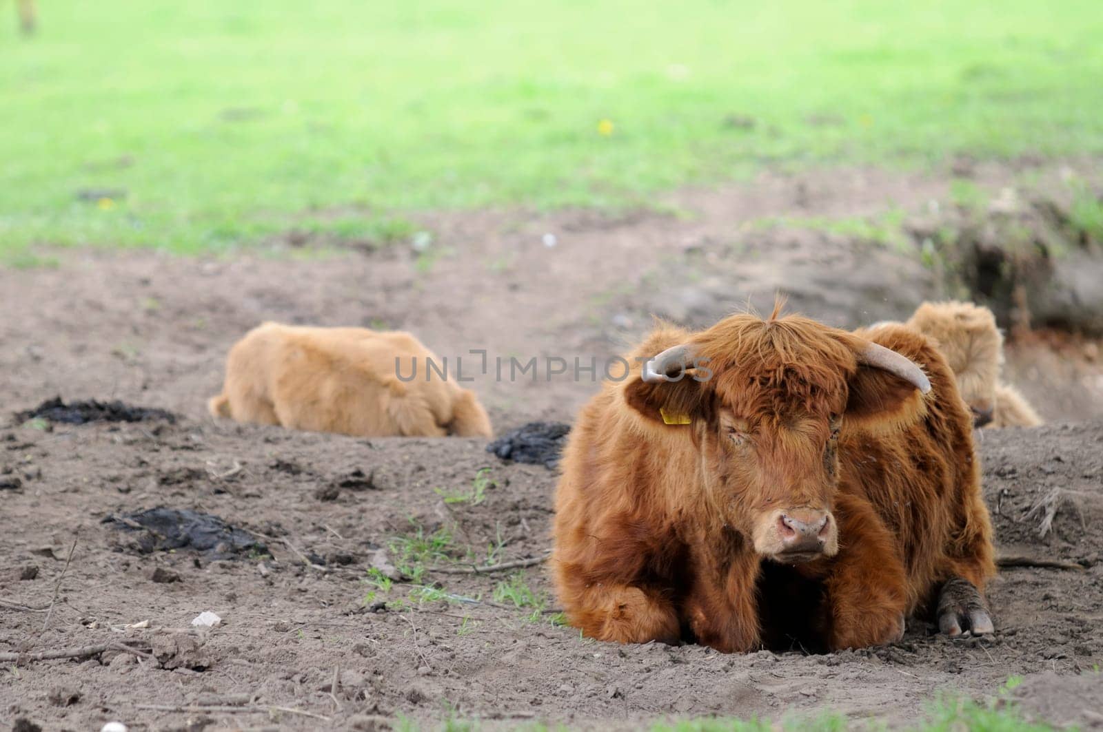 Heck cattle