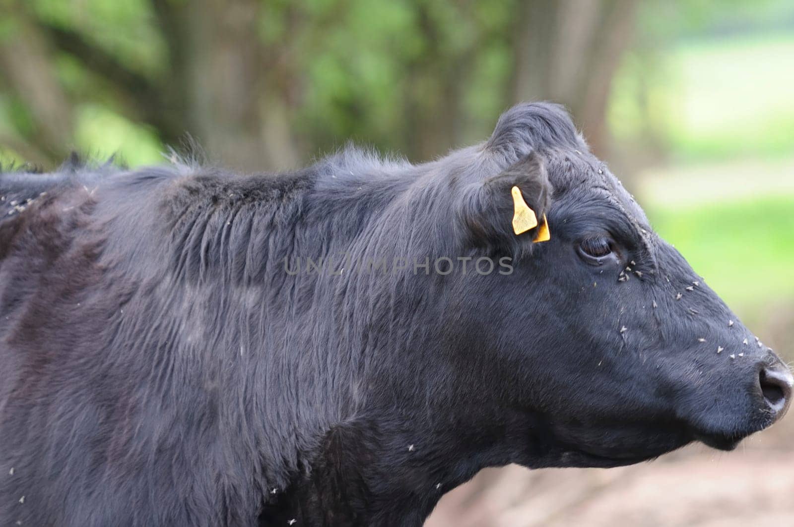 Heck cattle