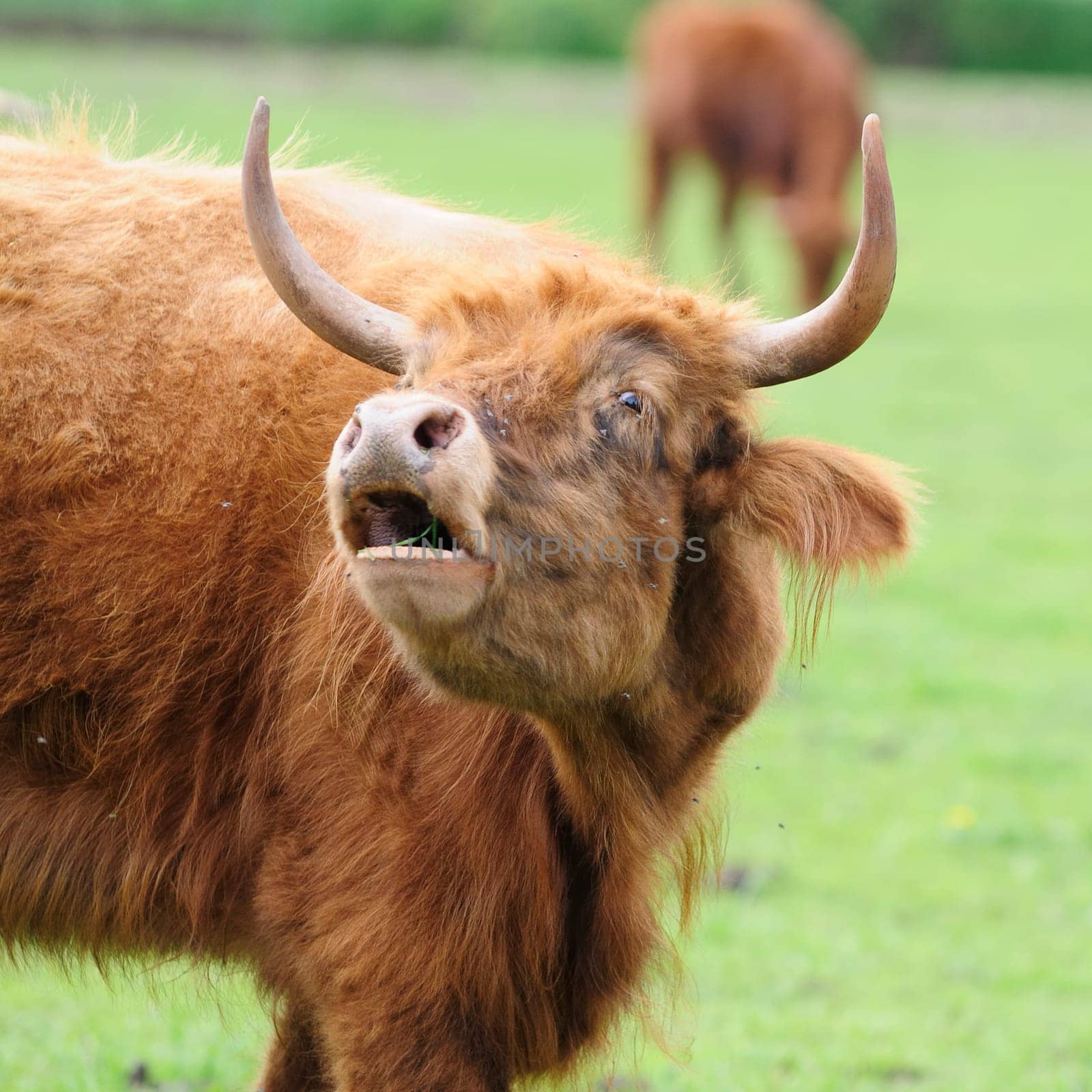 Heck cattle