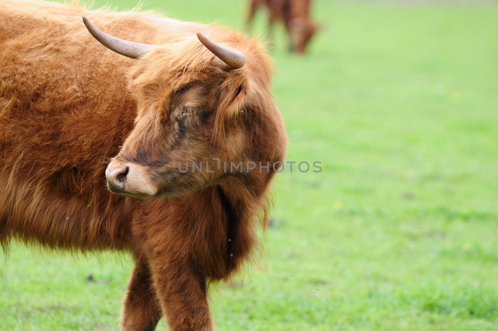 Heck cattle