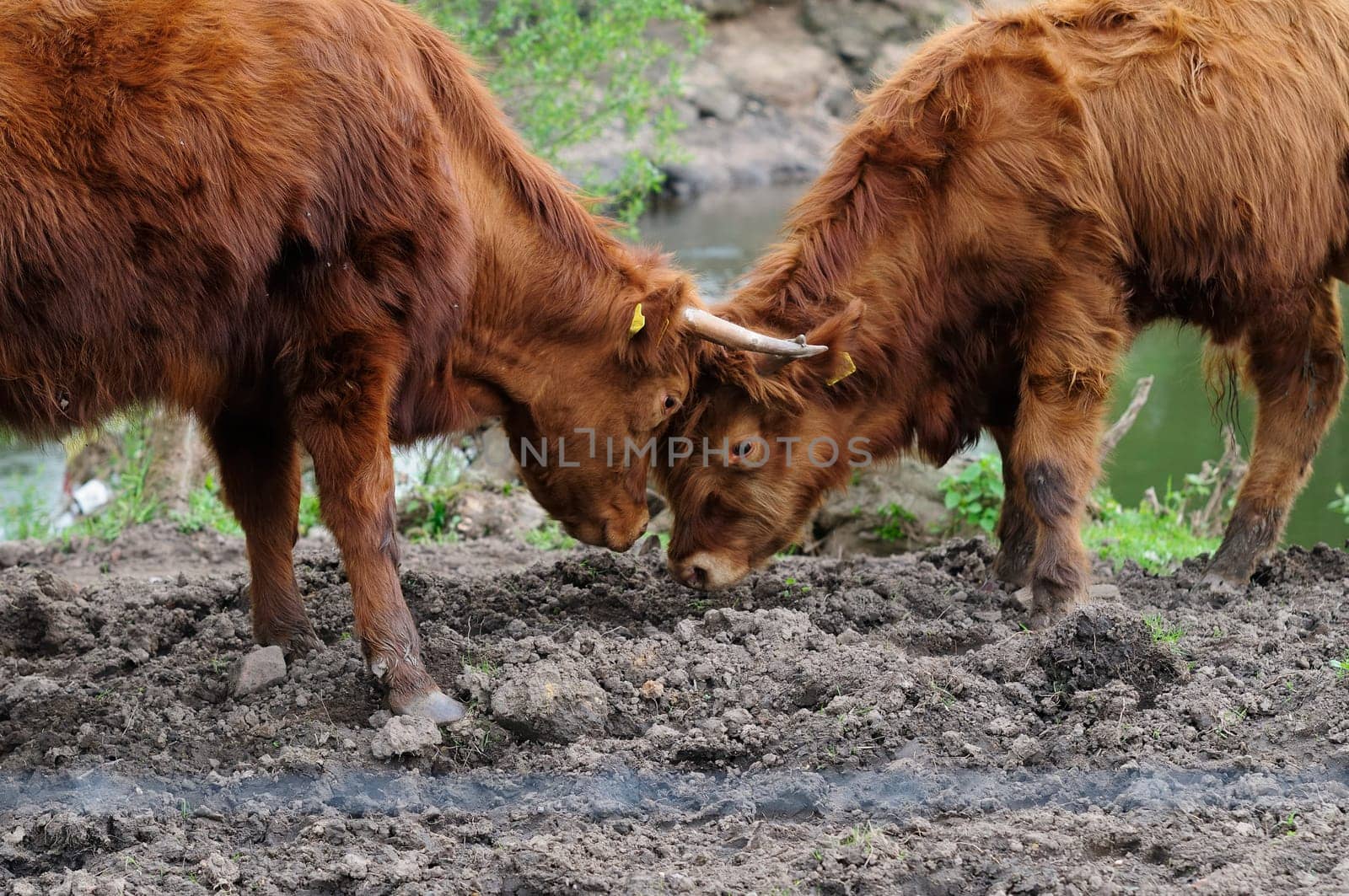 Heck cattle