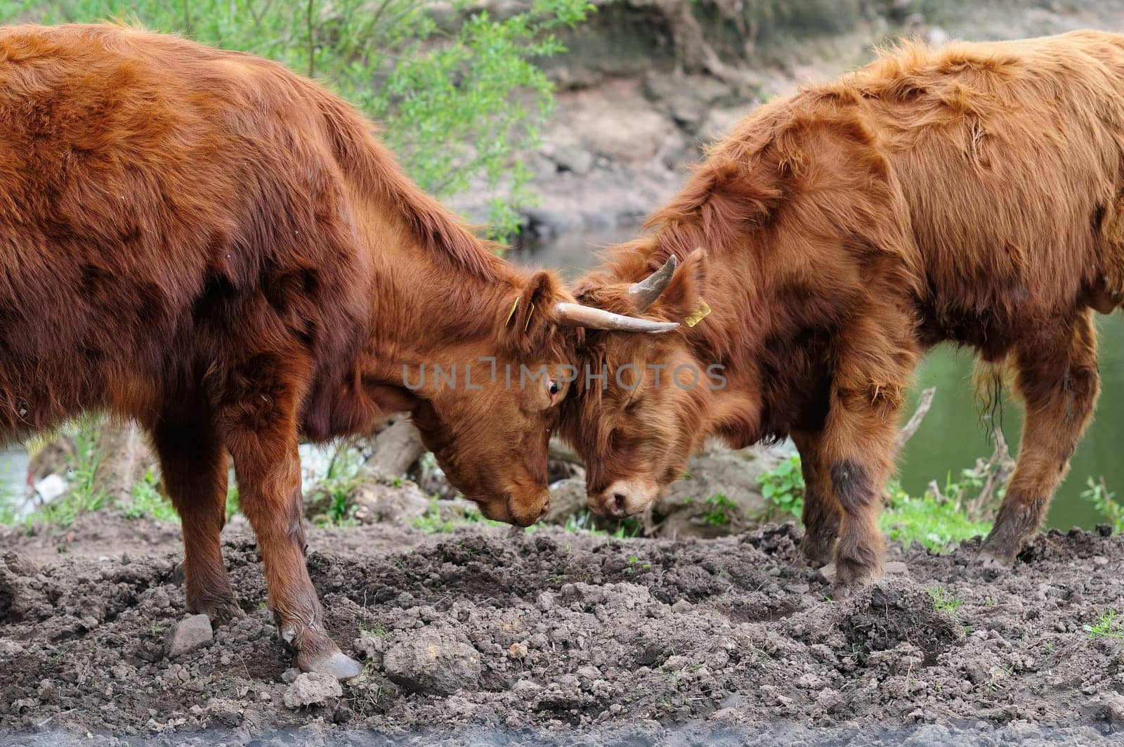 Heck cattle