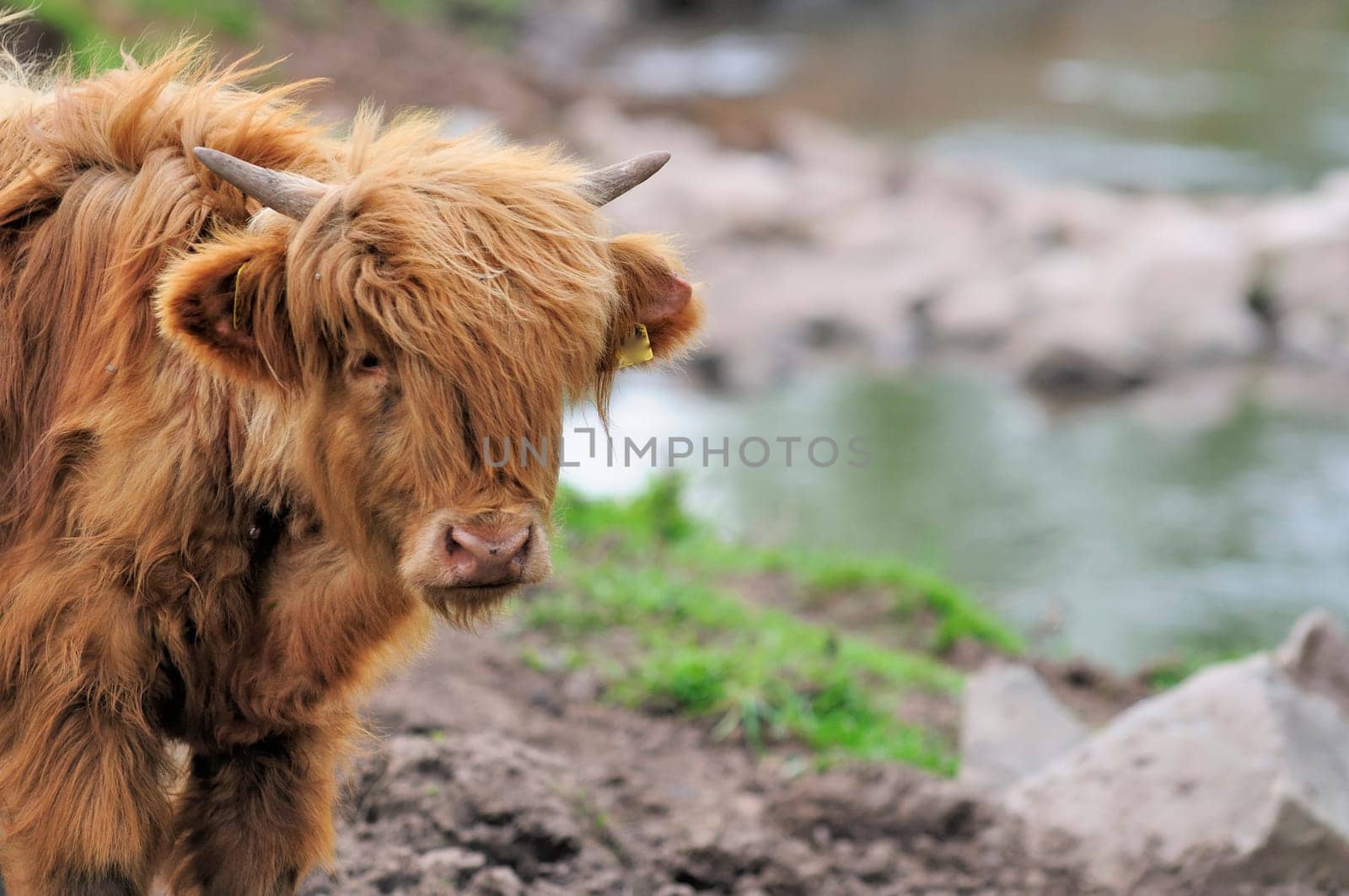 Heck cattle