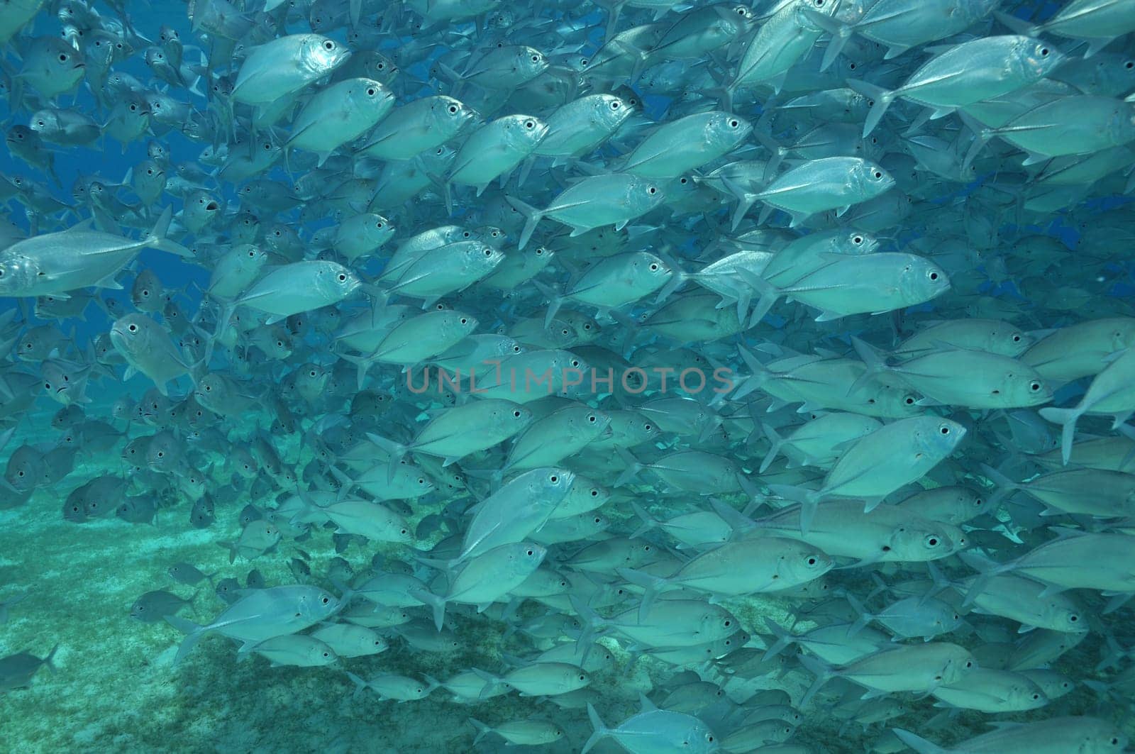 Recorded in Palawan / Philippines