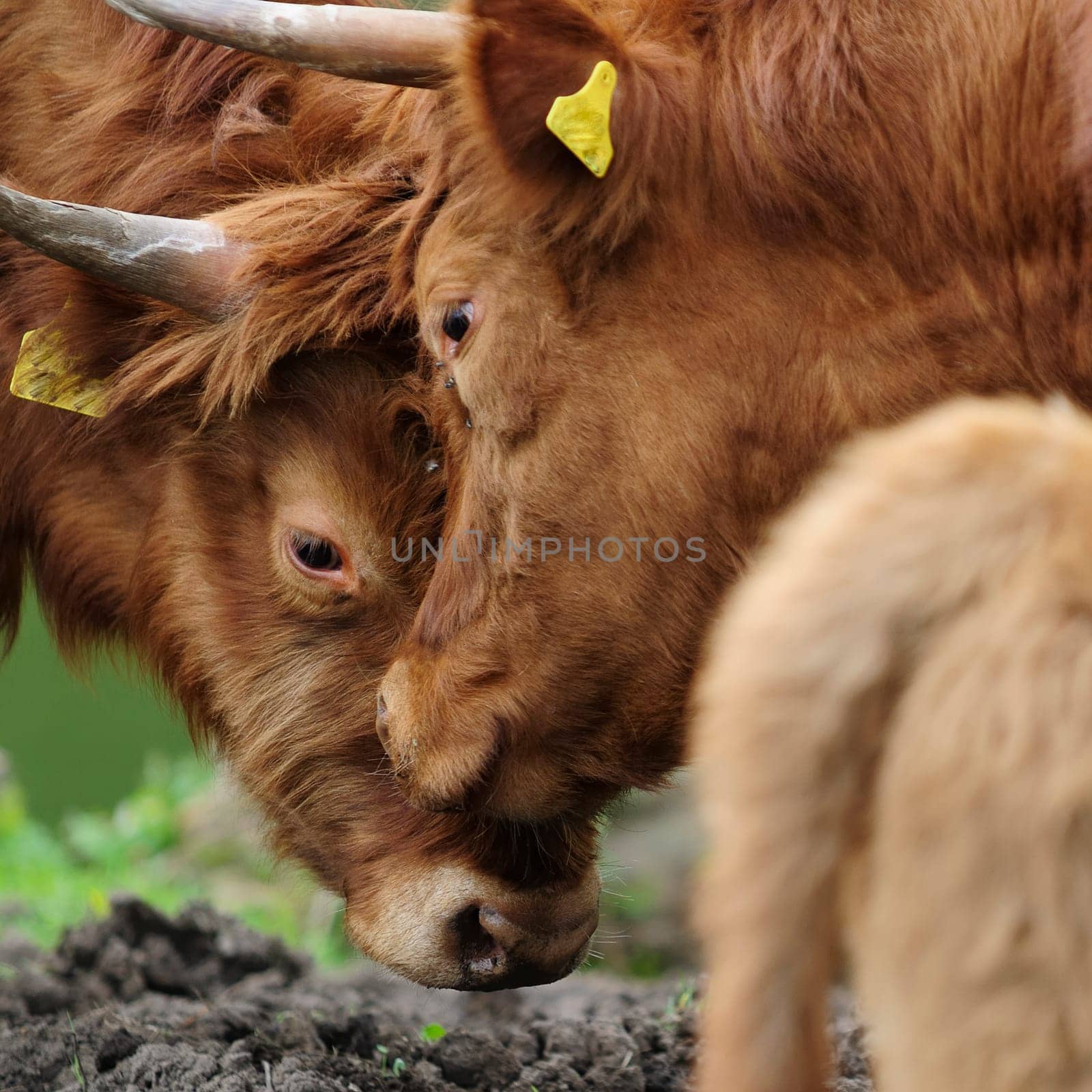 Heck cattle