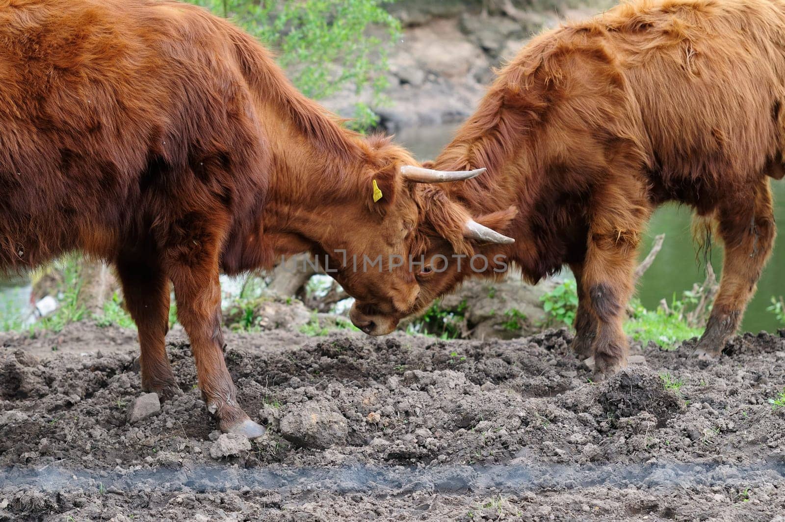 Heck cattle