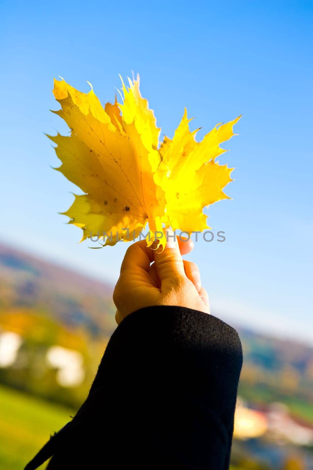 Autumn Foliage