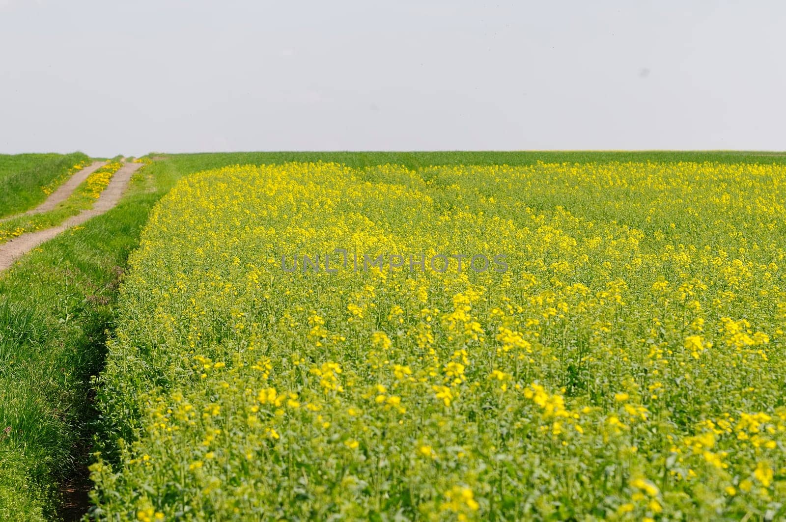 Rapeseed fields