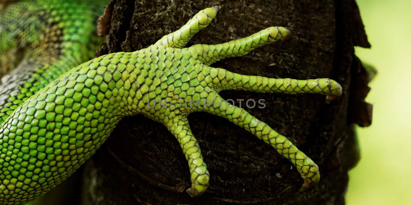 green iguana feet on the tree