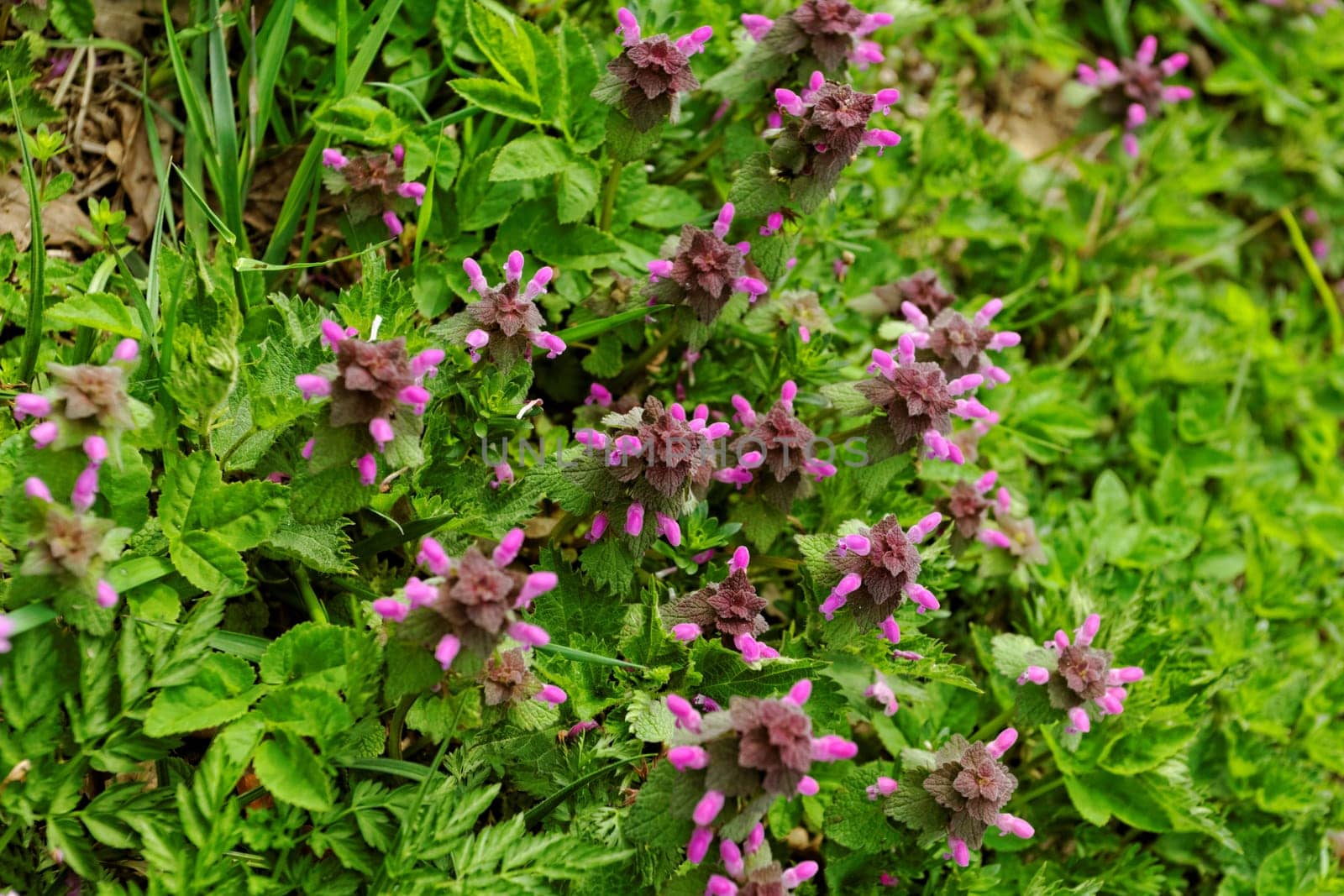 flowering nettle