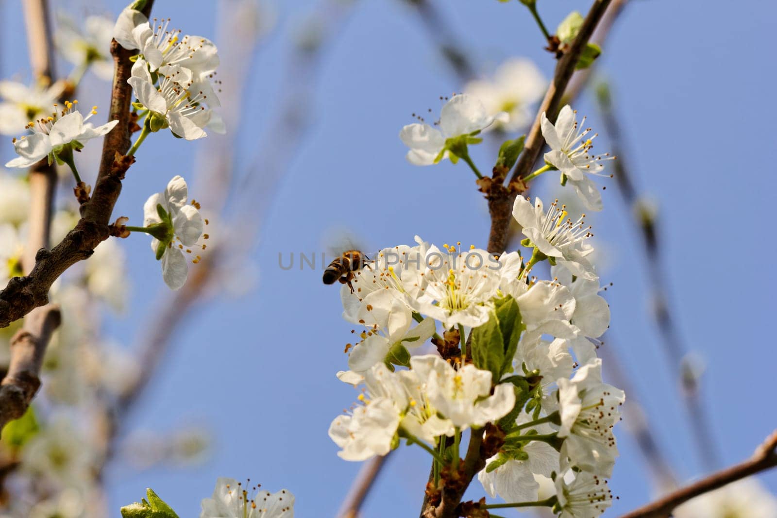 blossom tree with a bee pollination