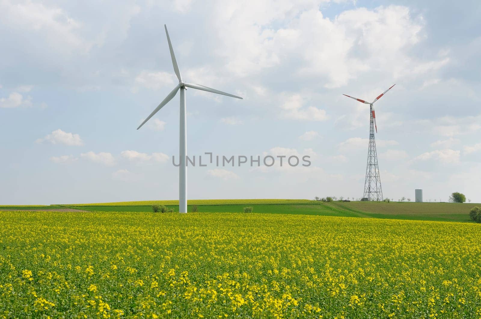 Energy rapeseed fields