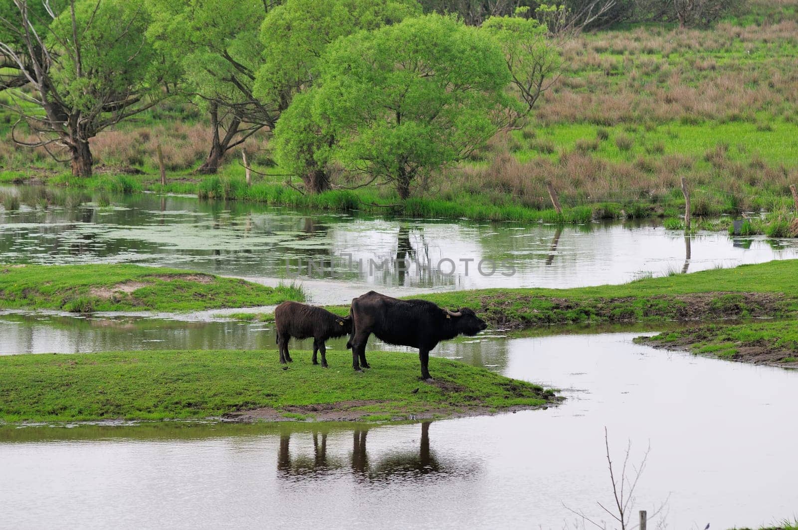 water buffalo
