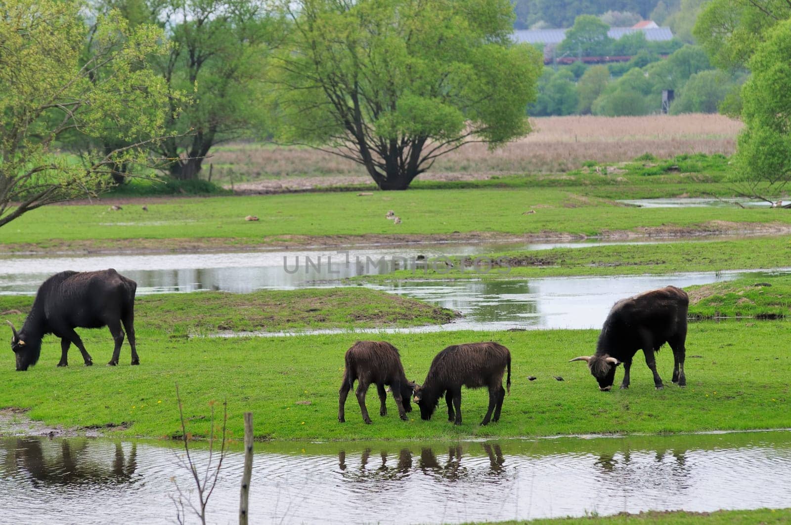 water buffalo