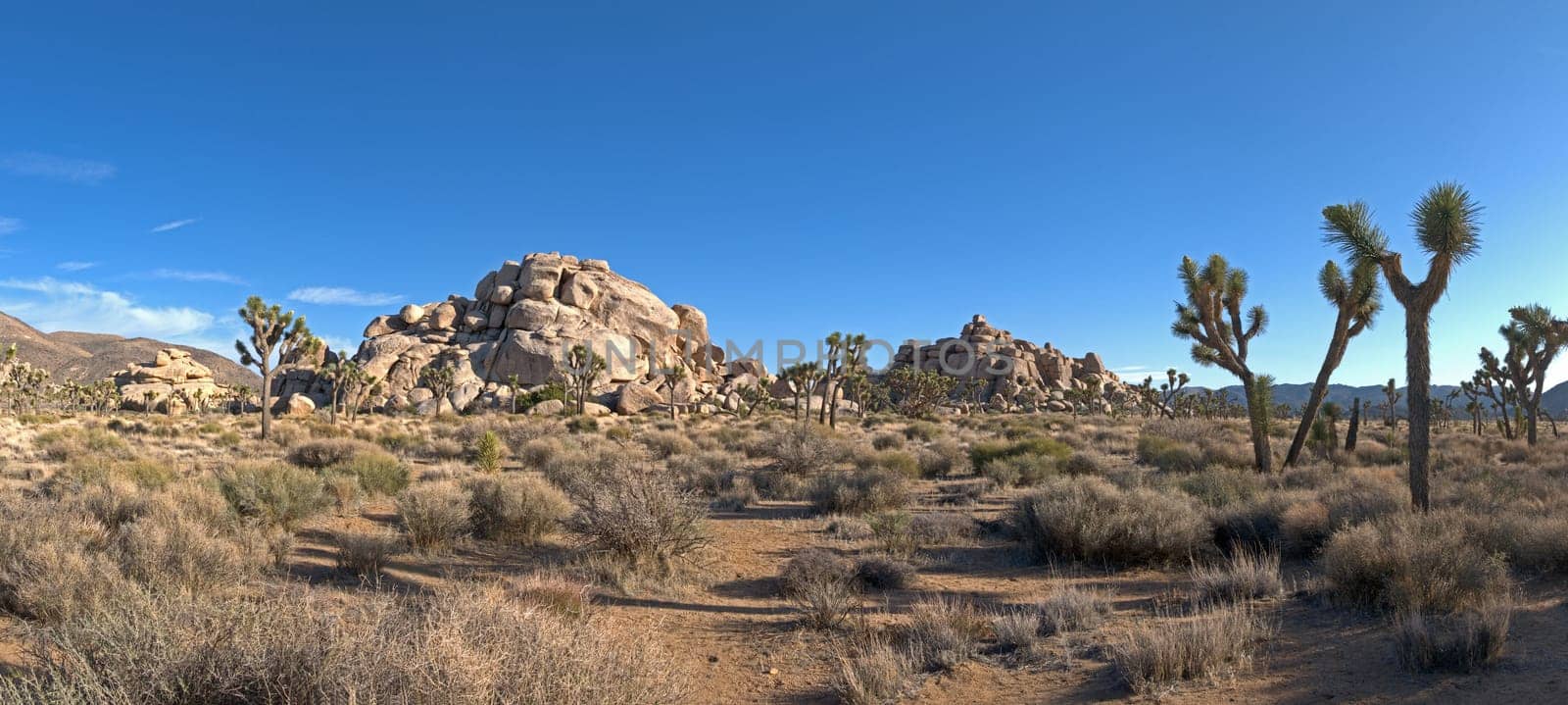 Joshua Tree NP