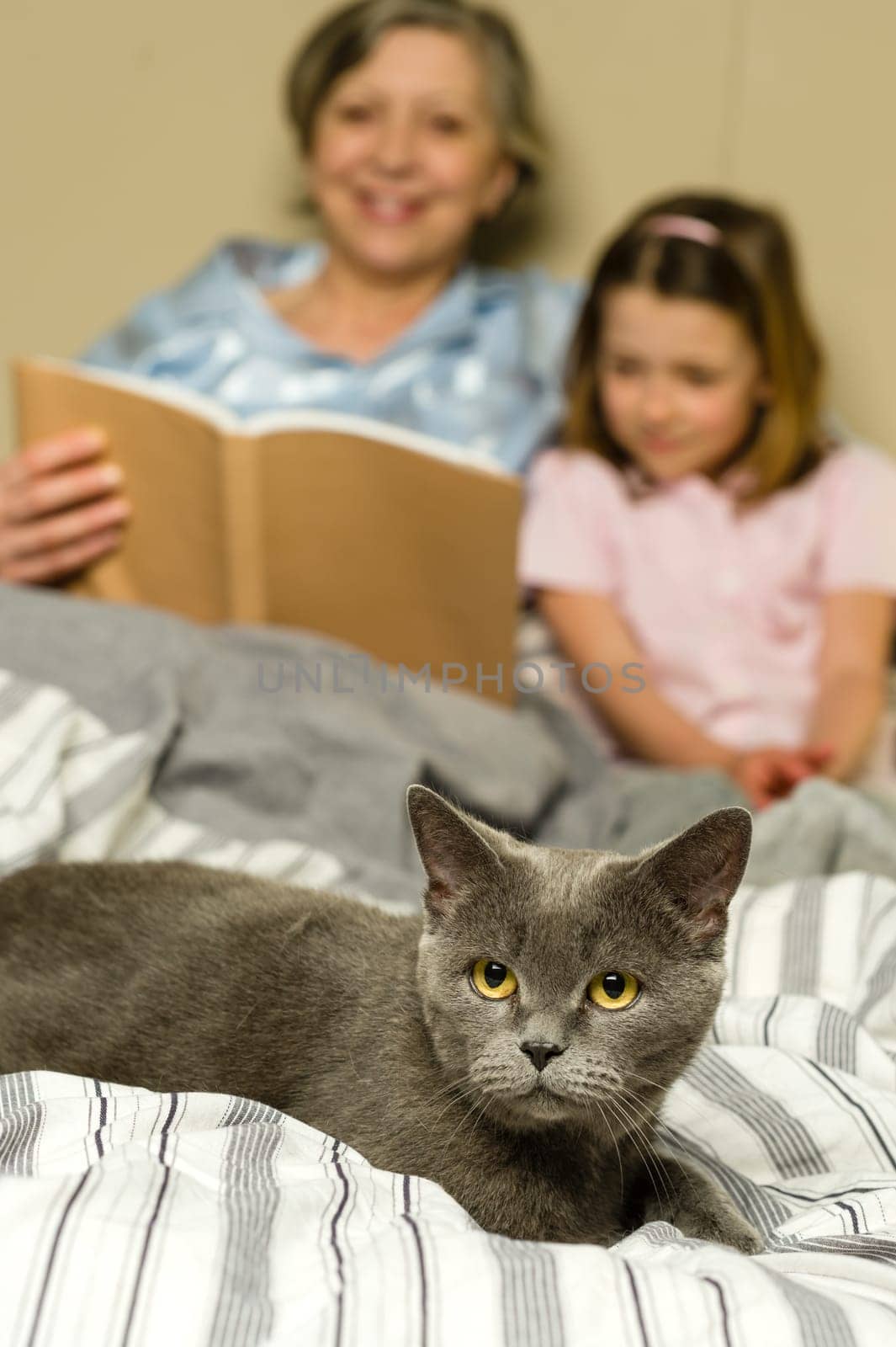 Senior woman and granddaughter reading lying in bed with cat