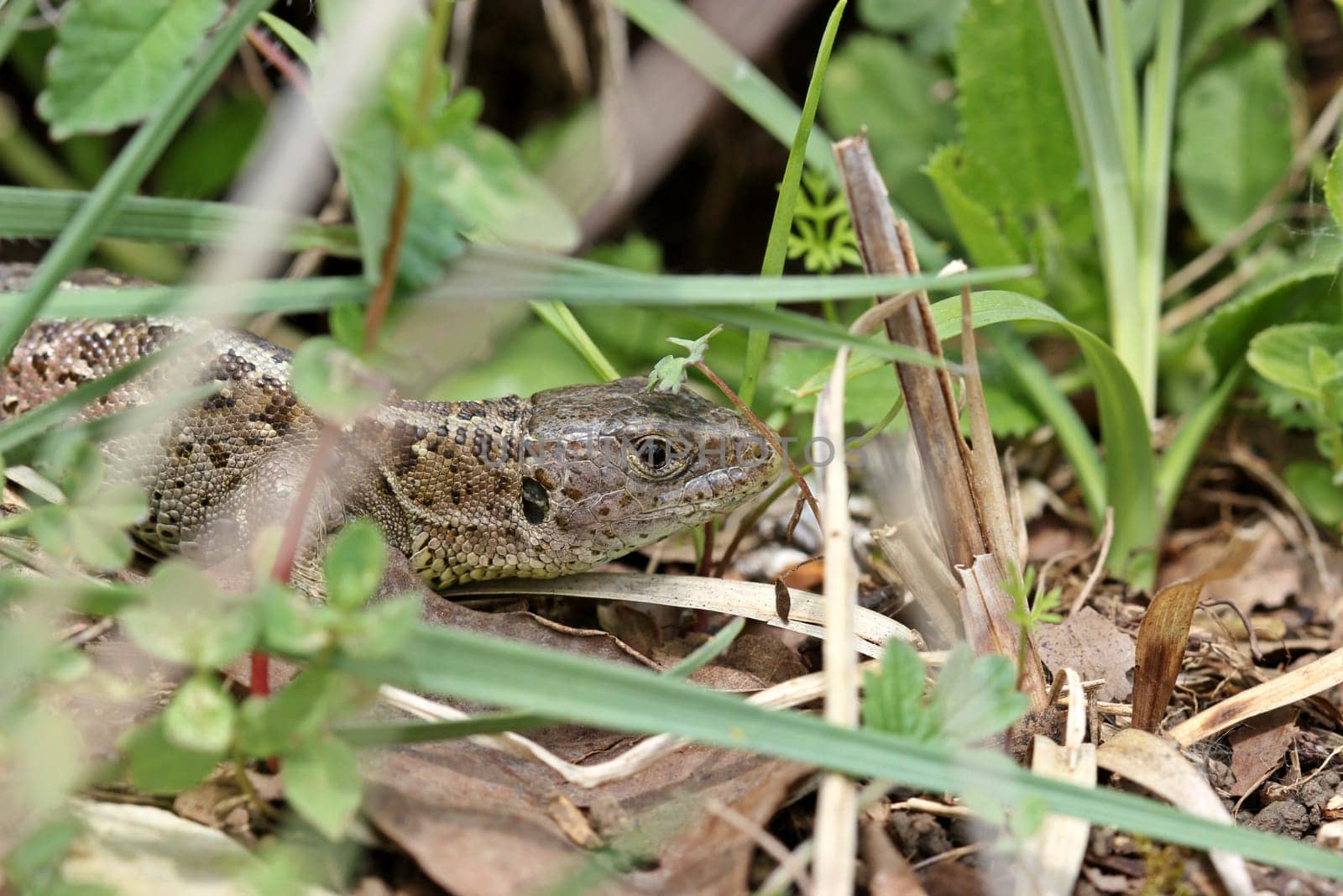 Female sand lizard (Lacerta agilis)