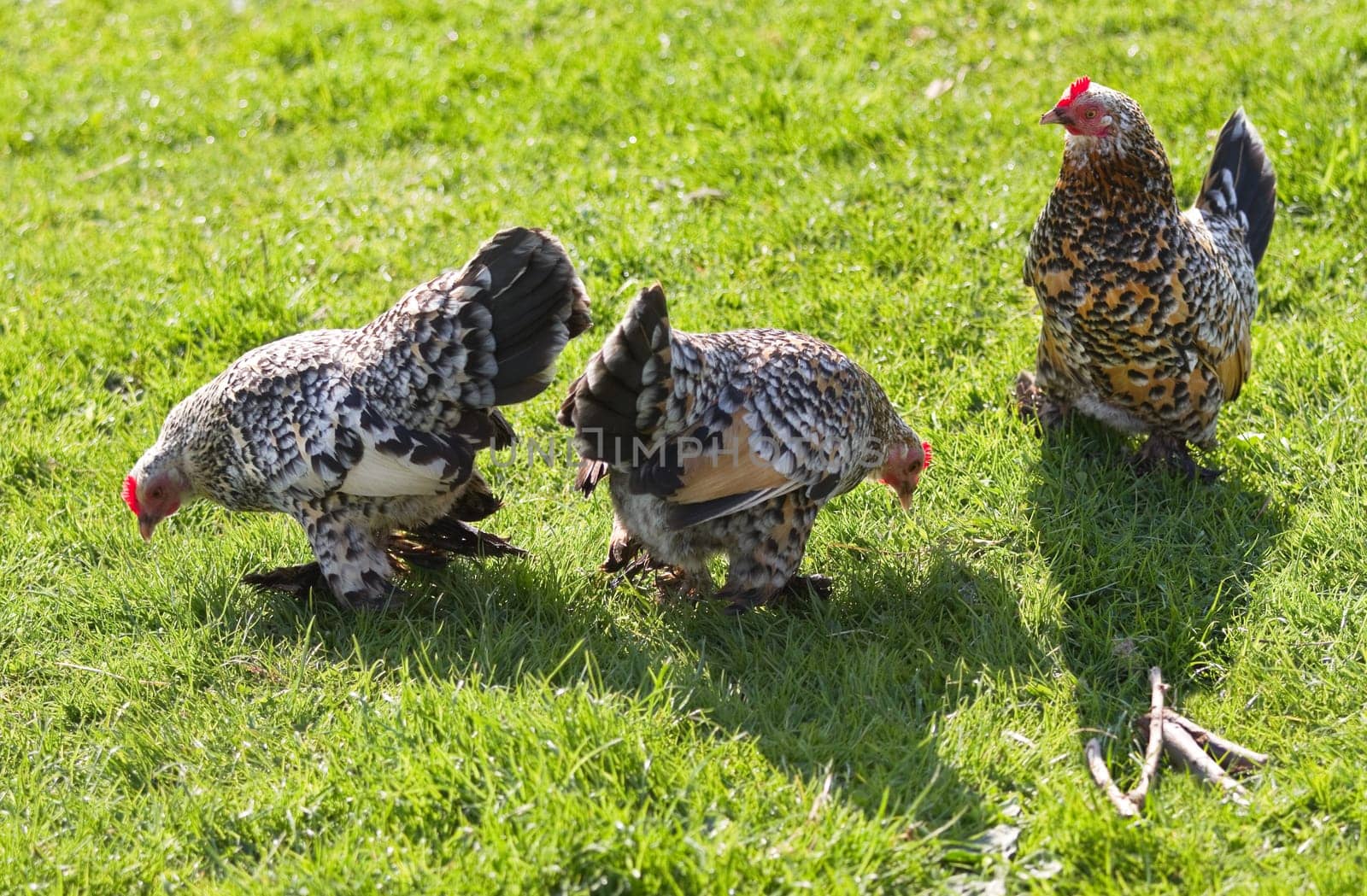 Three decorative feathered chicken in spring sunshine on field of grass