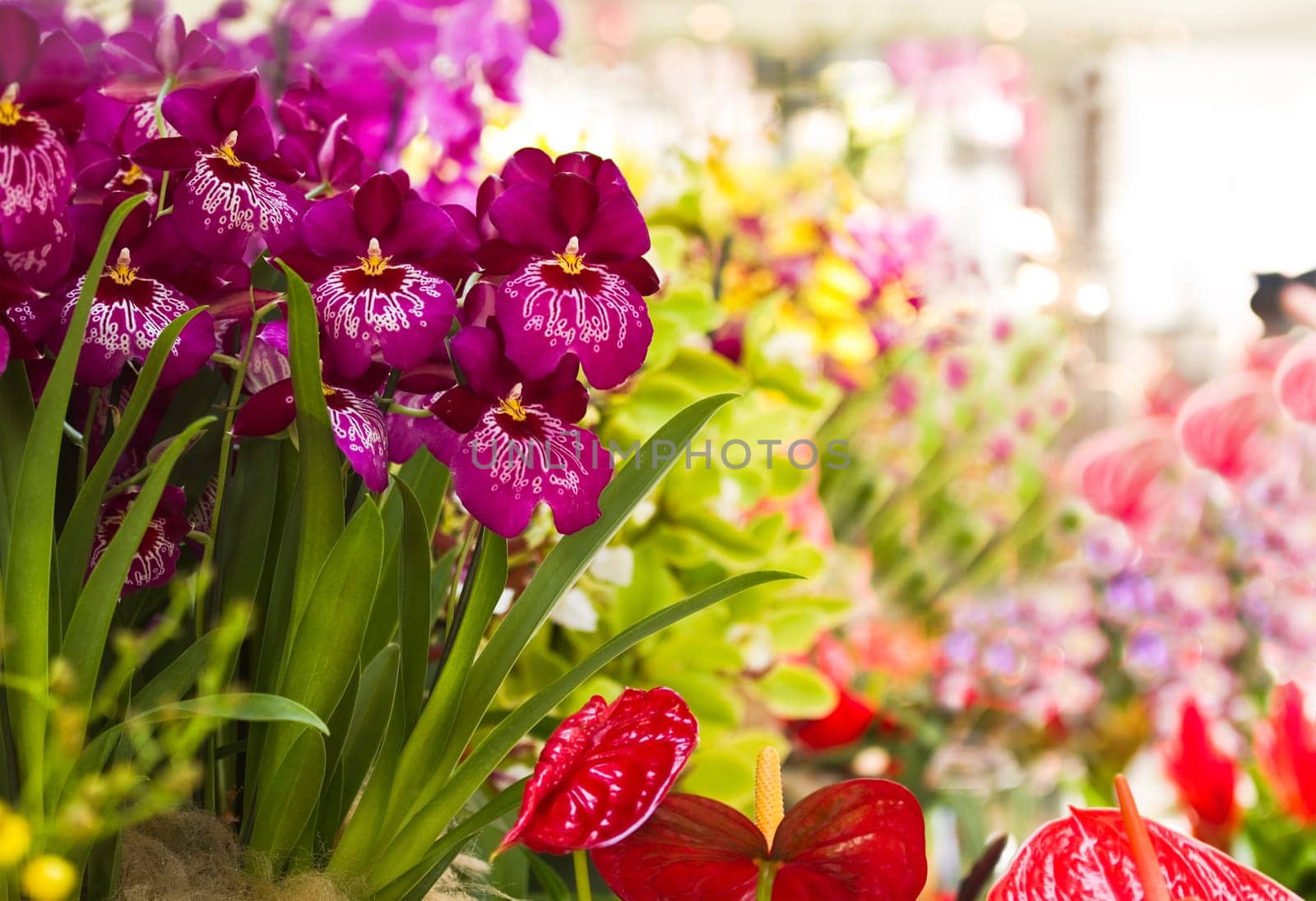 Colorful and decorative collection of Orchid flowers and Anthurium