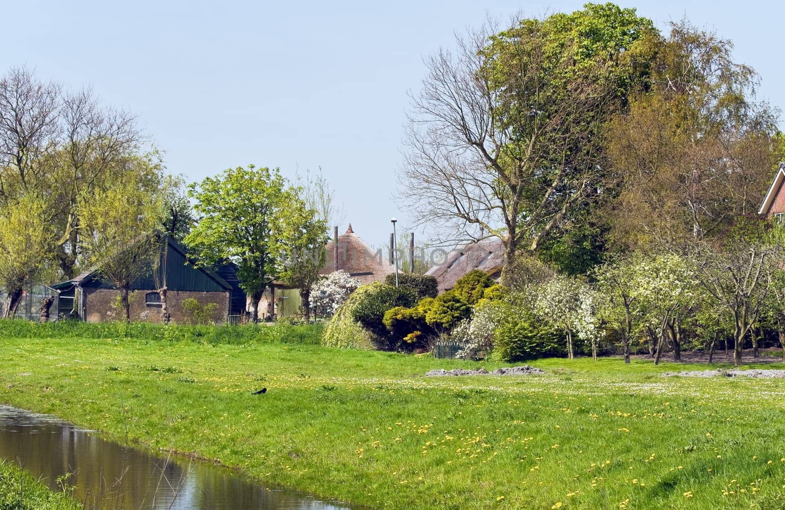Old farm with haystack, orchard and blooming fields in the Netherlands in spring