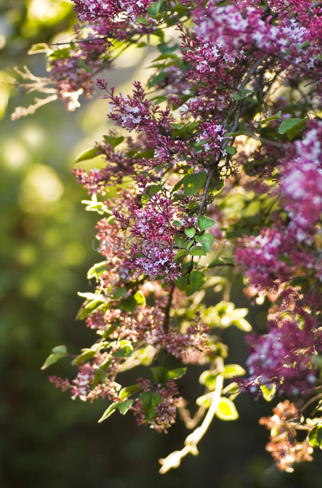 Background light from sunset on little pink Syringa microphyla flowers in the garden in spring