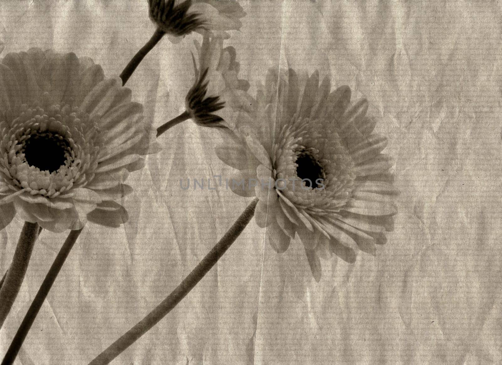 Grunge flowers
