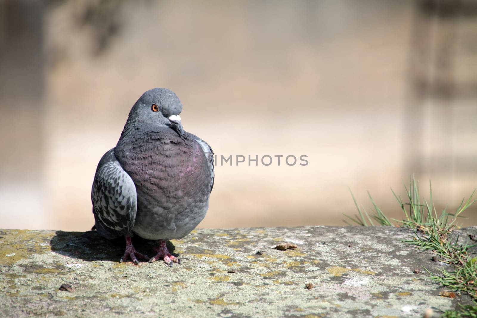 Feral pigeon