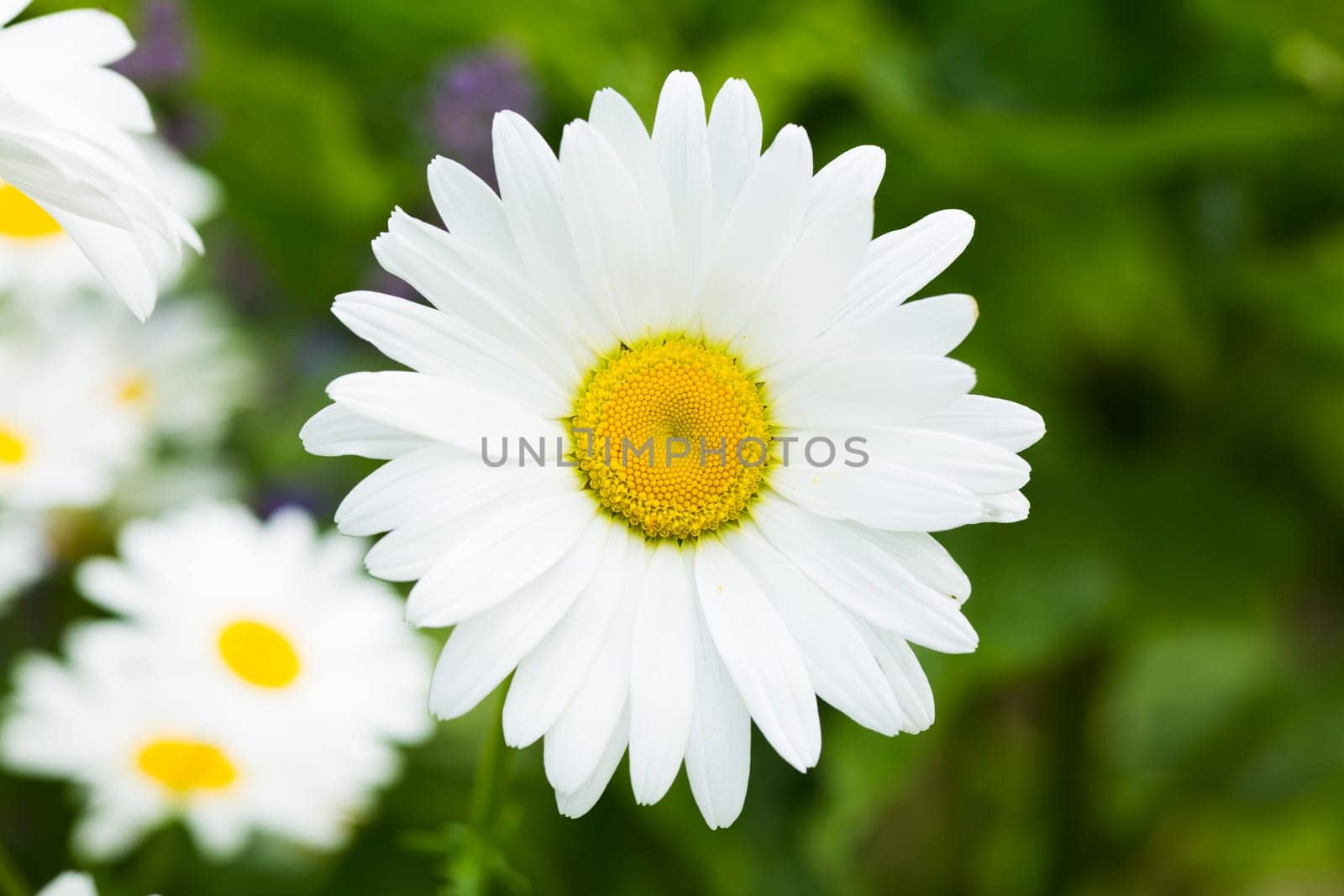 Marguerite,close-up of the flower in nature