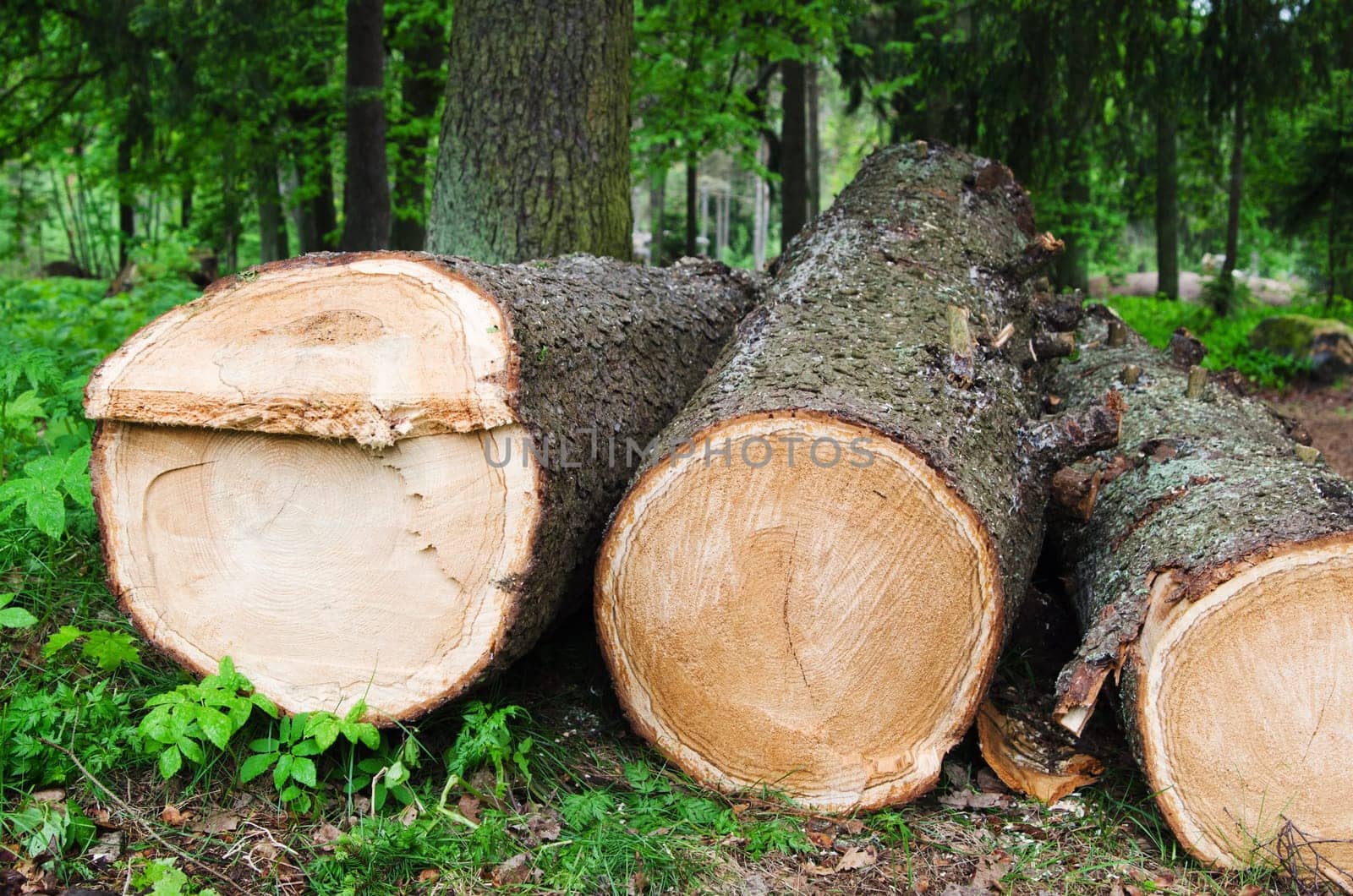 Stack of freshly cut trees in a forest