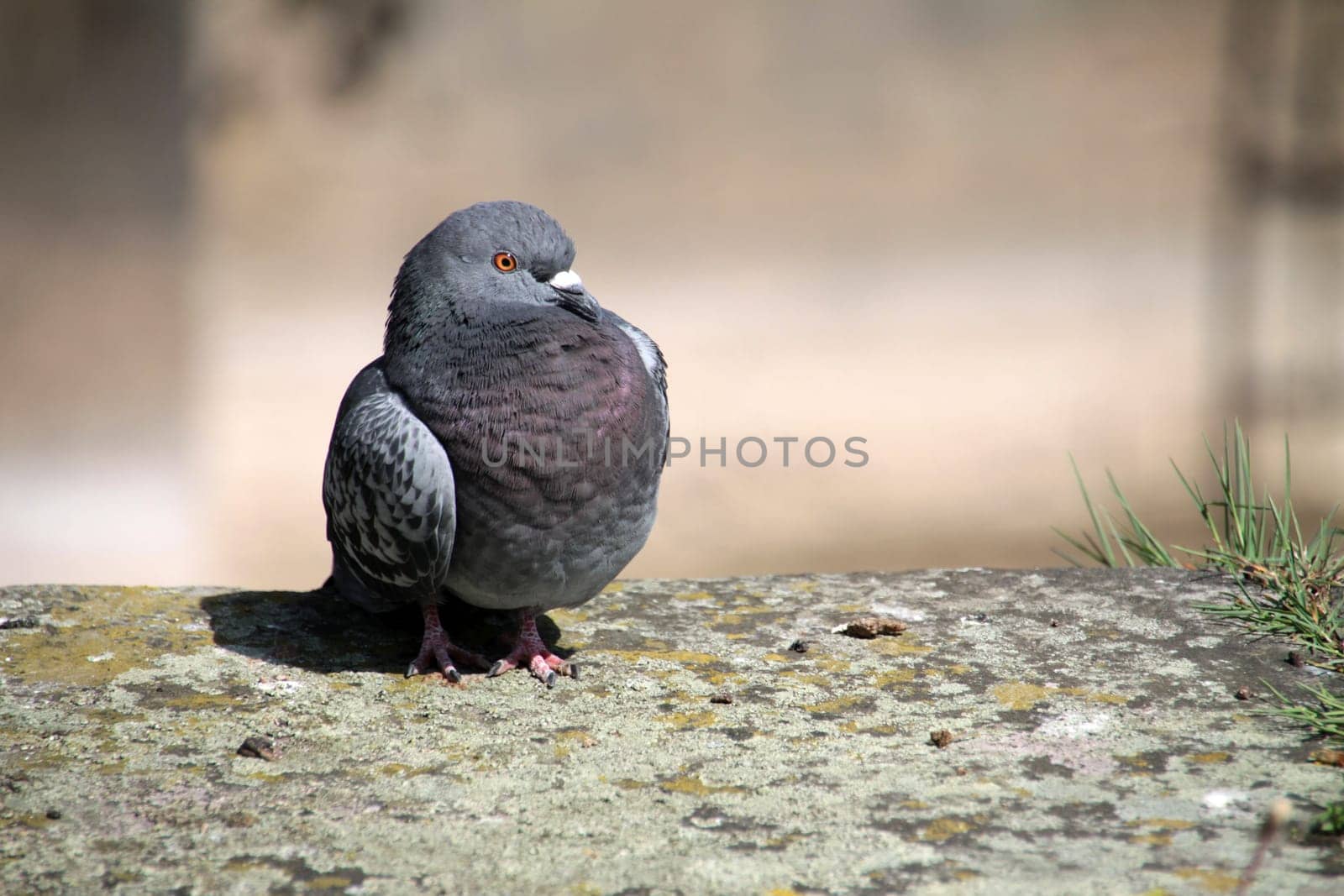 Feral pigeon