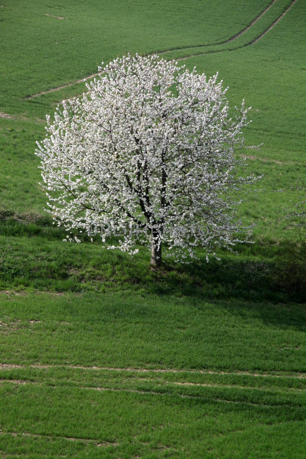 Cherry blossom in the Weser Uplands