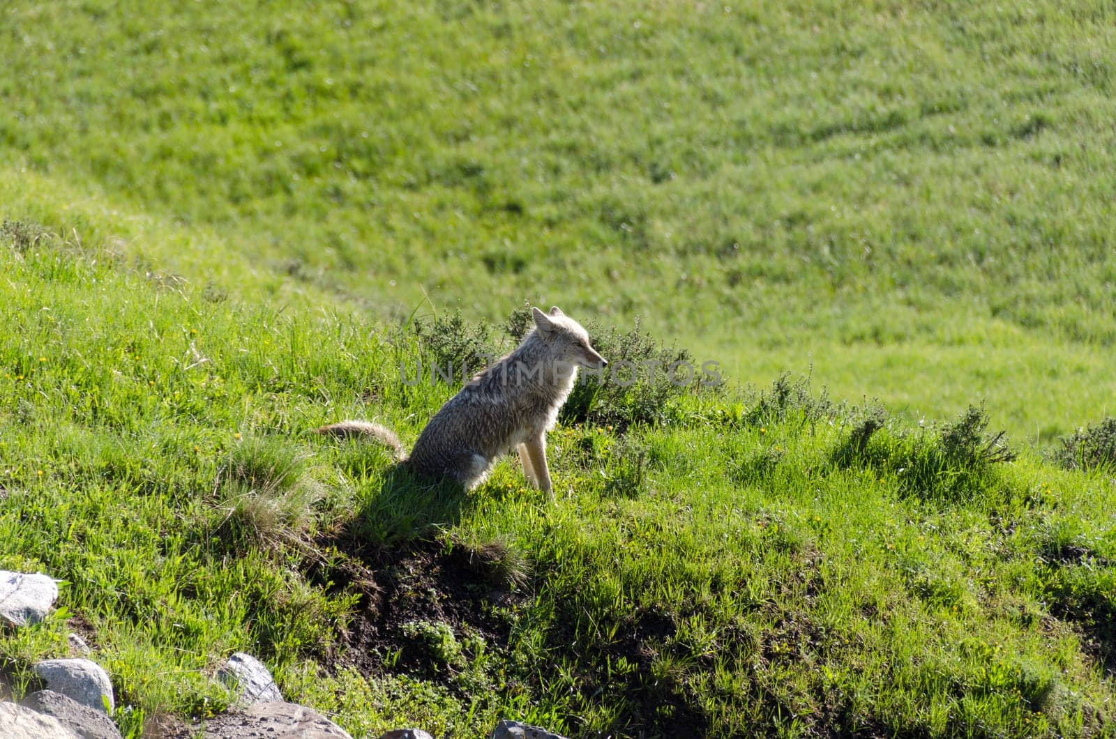 coyotes in Yellowstone National Park in Wyoming