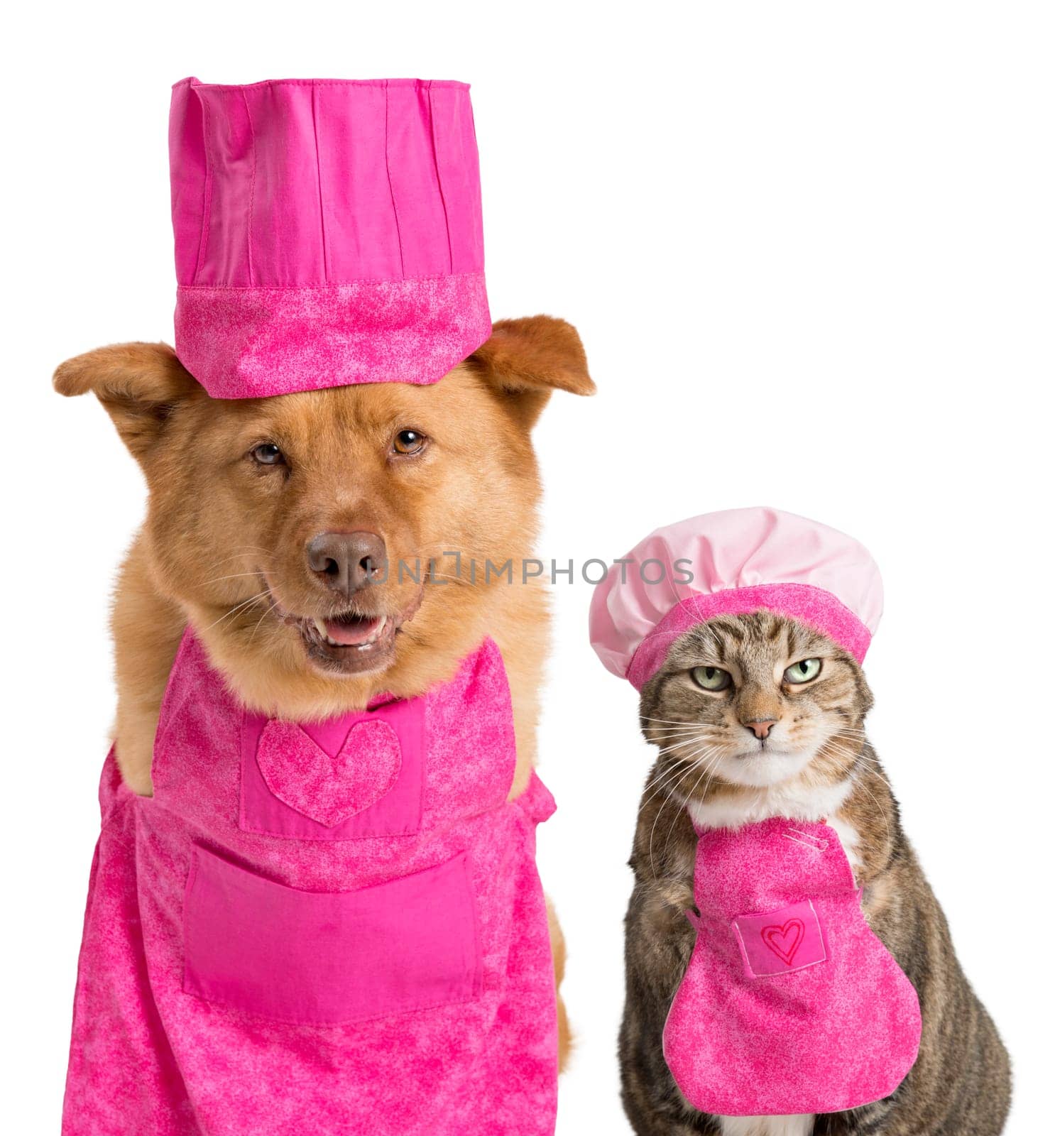 Dog and cat wearing chef hats and aprons.