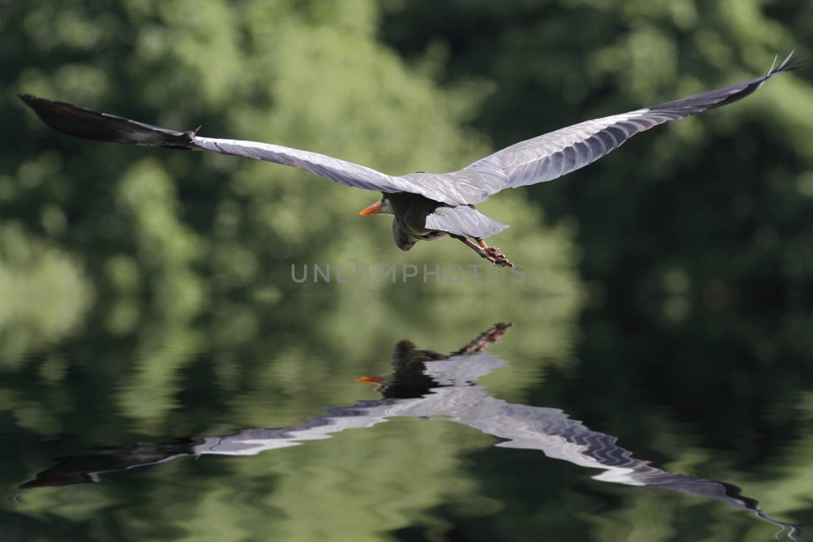 The grey heron (Ardea cinerea)