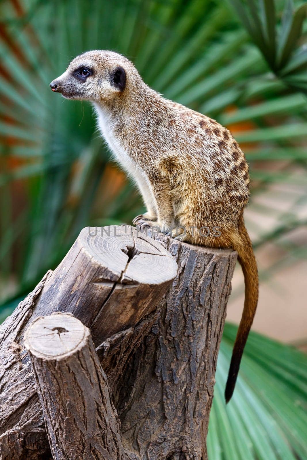 Meerkat, Meercat, (Surikate) standing upright as Sentry - Suricata suricatta