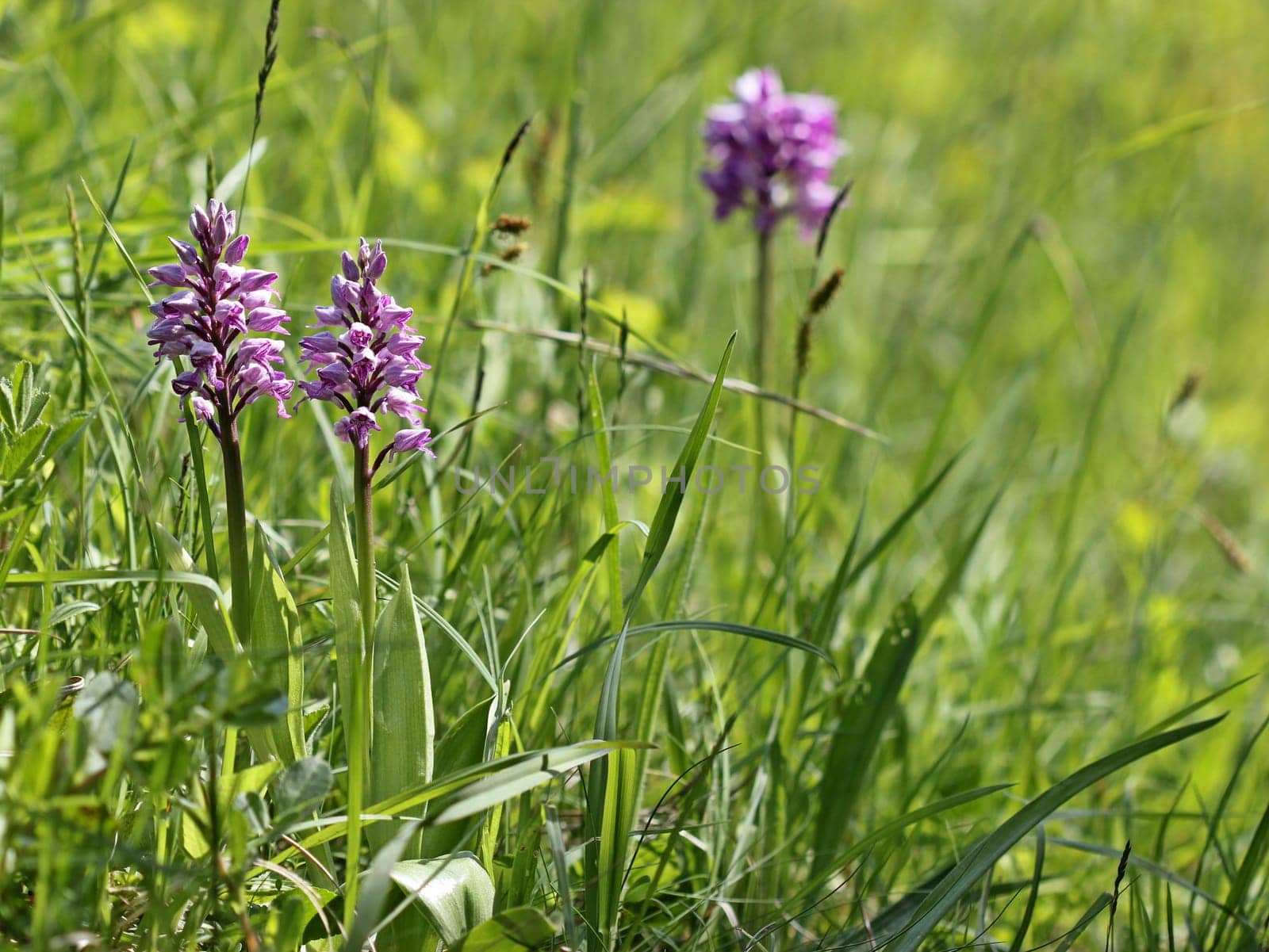 Orchis militaris
